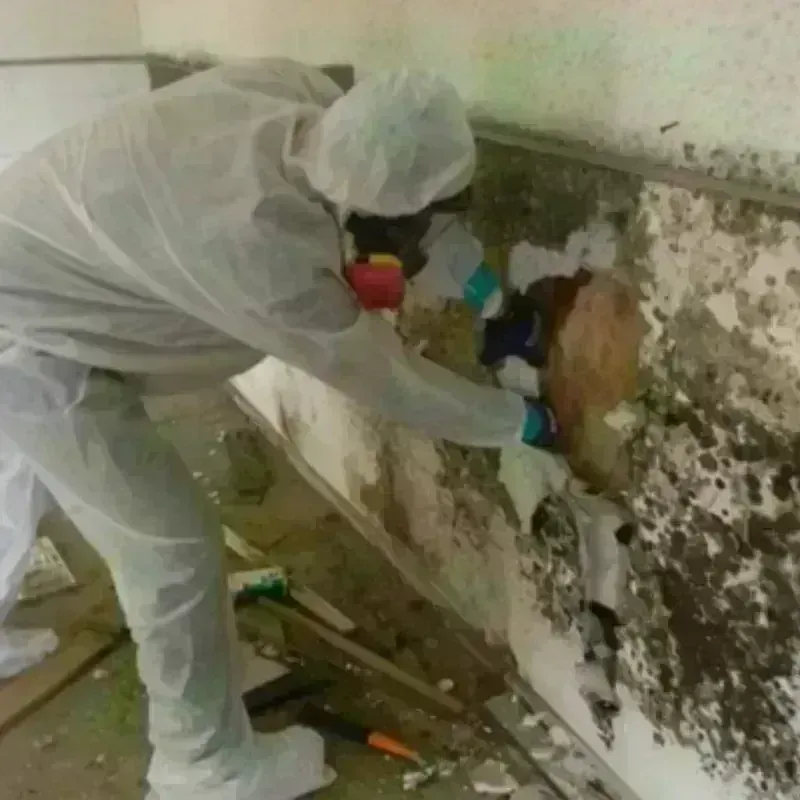 Mold Remediation and Removal in Rio Lajas, PR